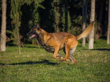 Προβληματική συμπεριφορά σκύλων. Η αλήθεια που αποφεύγουμε | Μέρος 3ο